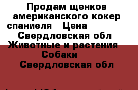 Продам щенков американского кокер спаниеля › Цена ­ 10 000 - Свердловская обл. Животные и растения » Собаки   . Свердловская обл.